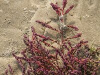 Suaeda maritima 4, Klein schorrenkruid, Saxifraga-Jan van der Straaten