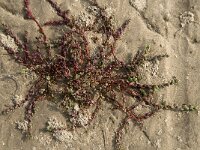Suaeda maritima 5, Klein schorrenkruid, Saxifraga-Jan van der Straaten