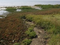 Suaeda maritima 6, Klein schorrenkruid, Saxifraga-Hans Boll