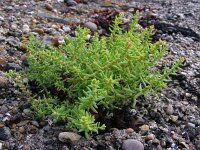 Suaeda maritima 8, Klein schorrenkruid, Saxifraga-Ed Stikvoort