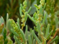 Suaeda maritima 9, Klein schorrenkruid, Saxifraga-Ed Stikvoort