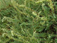 Suaeda vera 2, Groot schorrenkruid, Saxifraga-Peter Meininger