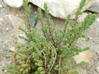 Suaeda vera 3, Groot schorrenkruid, Saxifraga-Rutger Barendse