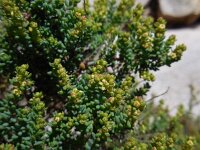 Suaeda vera 4, Groot schorrenkruid, Saxifraga-Ed Stikvoort