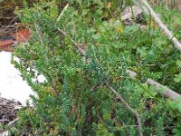 Suaeda vera 5, Groot schorrenkruid, Saxifraga-Ed Stikvoort