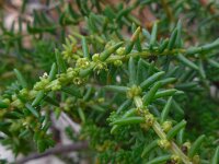 Suaeda vera 6, Groot schorrenkruid, Saxifraga-Ed Stikvoort