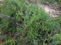 Suaeda vera 7, Groot schorrenkruid, Saxifraga-Ed Stikvoort