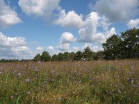 Succisa pratensis 10, Blauwe knoop, Saxifraga-Hans Dekker