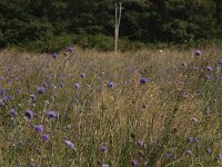 Succisa pratensis 11, Blauwe knoop, Saxifraga-Hans Dekker