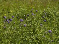 Succisa pratensis 12, Blauwe knoop, Saxifraga-Jan van der Straaten