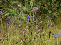 Succisa pratensis 13, Blauwe knoop, Saxifraga-Rudmer Zwerver