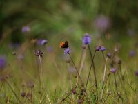Succisa pratensis 14, Blauwe knoop, Saxifraga-Rudmer Zwerver