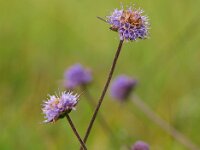 Succisa pratensis 15, Blauwe knoop, Saxifraga-Rudmer Zwerver