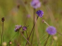 Succisa pratensis 16, Blauwe knoop, Saxifraga-Rudmer Zwerver