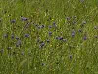 Succisa pratensis 17, Blauwe knoop, Saxifraga-Jan van der Straaten