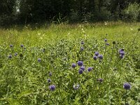 Succisa pratensis 18, Blauwe knoop, Saxifraga-Jan van der Straaten