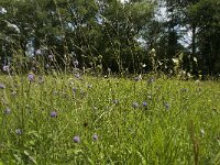 Succisa pratensis 19, Blauwe knoop, Saxifraga-Jan van der Straaten