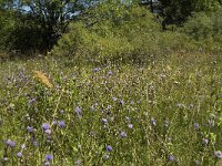 Succisa pratensis 2, Blauwe knoop, Saxifraga-Marijke Verhagen