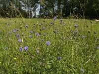 Succisa pratensis 20, Blauwe knoop, Saxifraga-Jan van der Straaten