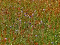 Succisa pratensis 21, Blauwe knoop, Saxifraga-Mark Zekhuis