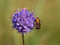 Succisa pratensis 22, Blauwe knoop, Saxifraga-Hans Dekker