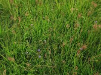 Succisa pratensis 28, Blauwe knoop, Saxifraga-Hans Boll