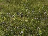 Succisa pratensis 3, Blauwe knoop, Saxifraga-Jan van der Straaten