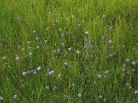 Succisa pratensis 31, Blauwe knoop, Saxifraga-Hans Boll