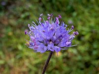 Succisa pratensis 35, Blauwe knoop, Saxifraga-Peter Meininger
