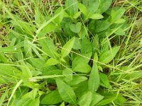 Succisa pratensis 36, Blauwe knoop, Saxifraga-Rutger Barendse