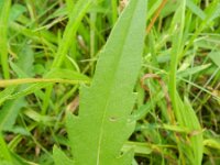 Succisa pratensis 37, Blauwe knoop, Saxifraga-Rutger Barendse