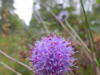Succisa pratensis 38, Blauwe knoop, Saxifraga-Rutger Barendse