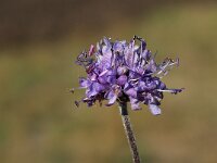 Succisa pratensis 40, Blauwe knoop, Saxifraga-Hans Dekker