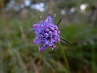 Succisa pratensis 41, Blauwe knoop, Saxifraga-Ed Stikvoort