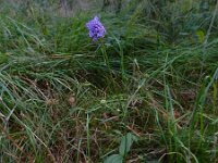 Succisa pratensis 42, Blauwe knoop, Saxifraga-Ed Stikvoort