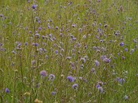 Succisa pratensis 43, Blauwe knoop, Saxifraga-Ed Stikvoort