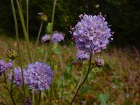 Succisa pratensis 44, Blauwe knoop, Saxifraga-Ed Stikvoort