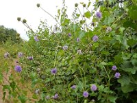 Succisa pratensis 45, Blauwe knoop, Saxifraga-Ed Stikvoort