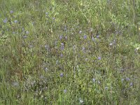 Succisa pratensis 46, Blauwe knoop, Saxifraga-Willem van Kruijsbergen