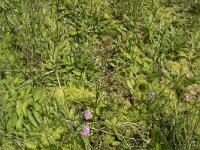 Succisa pratensis 47, Blauwe knoop, Saxifraga-Willem van Kruijsbergen