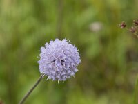 Succisa pratensis 48, Blauwe knoop, Saxifraga-Willem van Kruijsbergen