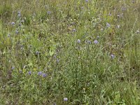 Succisa pratensis 49, Blauwe knoop, Saxifraga-Willem van Kruijsbergen