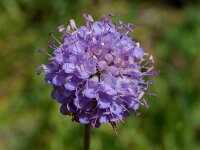 Succisa pratensis 5, Blauwe knoop, Saxifraga-Jan van der Straaten