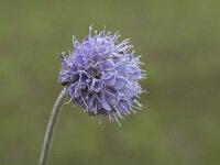 Succisa pratensis 50, Blauwe knoop, Saxifraga-Willem van Kruijsbergen