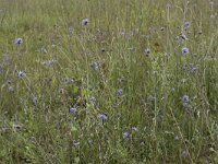 Succisa pratensis 51, Blauwe knoop, Saxifraga-Willem van Kruijsbergen