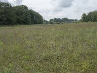 Succisa pratensis 59, Blauwe knoop, Saxifraga-Willem van Kruijsbergen