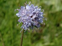 Succisa pratensis 6, Blauwe knoop, Saxifraga-Jan van der Straaten