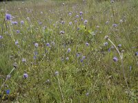 Succisa pratensis 64, Blauwe knoop, Saxifraga-Willem van Kruijsbergen