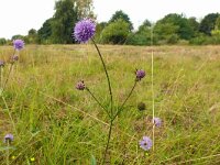 Succisa pratensis 66, Blauwe knoop, Saxifraga-Hans Grotenhuis
