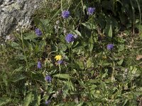 Succisa pratensis 67, Blauwe knoop, Saxifraga-Willem van Kruijsbergen